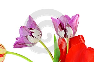 Colorful spring tulip flower as background with text copy space