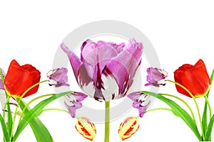 Colorful spring tulip flower as background with text copy space