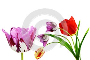 Colorful spring tulip flower as background with text copy space