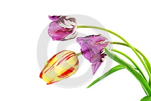 Colorful spring tulip flower as background with text copy space