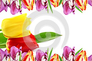 Colorful spring tulip flower as background with text copy space