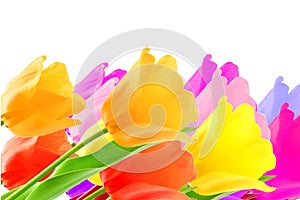 Colorful spring tulip flower as background with text copy space