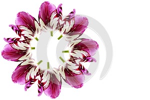 Colorful spring tulip flower background with text copy space