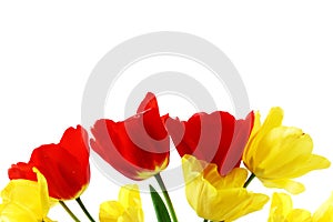 Colorful spring tulip flower on pure white background