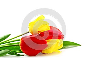 Colorful spring tulip flower on pure white background