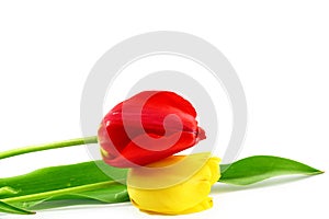 Colorful spring tulip flower on pure white background