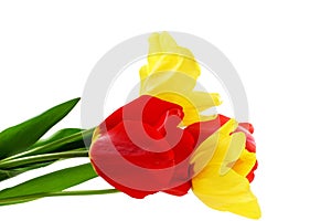 Colorful spring tulip flower on pure white background