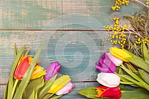 Colorful spring tulip flowers on green wooden background with mimosa as greeting card with free space