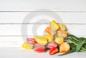 Colorful Spring Tulip Flowers in Yellow, Red, Orange Colors in a Bunch laying on white shiplap boards with room or space above for