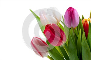 Colorful spring tulips