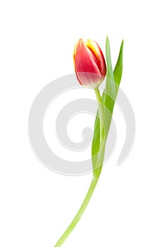 Colorful spring tulips