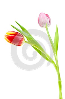 Colorful spring tulips