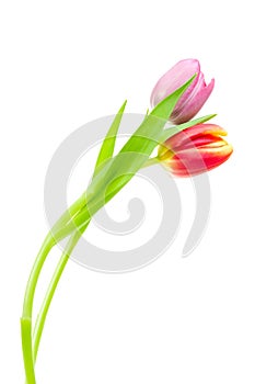 Colorful spring tulips