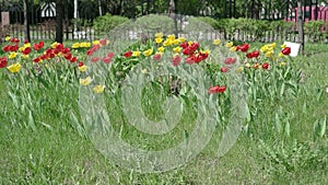 Colorful spring tulips flowerbed in the park UHD