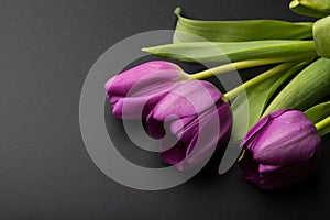 Colorful spring tulips flowers on black background. Copy space. Five pink tulips on black