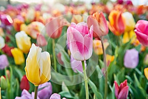 Colorful spring tulips flowers blossoming