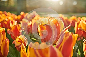 Colorful spring tulips flowers blossoming an sunset