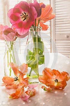 Colorful Spring tulips near window