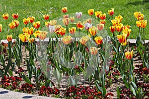 Colorful spring tulips outdoor on sunlight