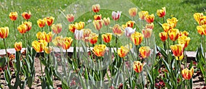 Colorful spring tulips outdoor on sunlight