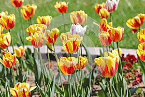 Colorful spring tulips outdoor on sunlight