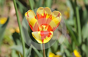 Colorful spring tulips outdoor on sunlight