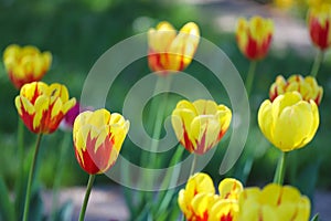 Colorful spring tulips outdoor on sunlight