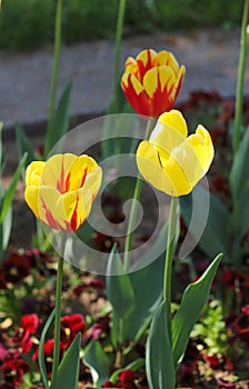 Colorful spring tulips outdoor on sunlight