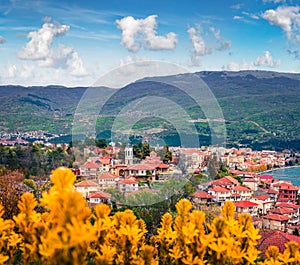 Colorful spring view of Ohrid town with blooming yellow flowers on foreground.