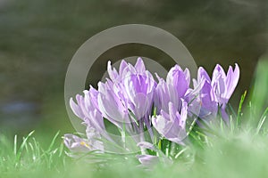 Colorful Springtime Corcus Bunch in Counterlight on a Green Lawn at a well , very shallow DOF