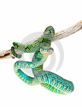 Colorful Sri Lankan Palm Viper