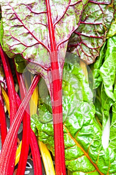 Colorful stalks of Rainbow Chard also known as Swiss Chard.