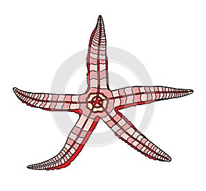 Colorful starfish. Hand drawn vector illustration. Pink sea star isolated on white background. Marine element for posters, cards,