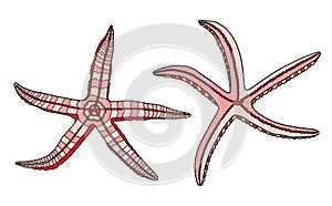 Colorful starfish set. Hand drawn vector illustration. Pink sea stars isolated on white background. Nautical elements for posters