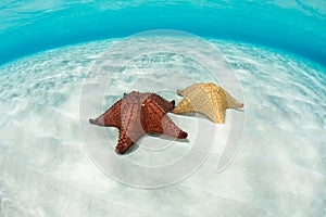 Colorful Starfish on Shallow, Caribbean Sand Flat