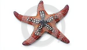 Colorful starfish on white isolated background