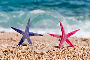 Colorful starfishes