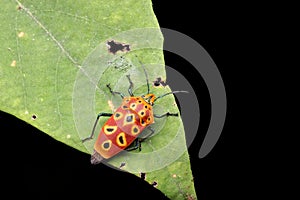 Colorful a stick bug on green leaves over black background.