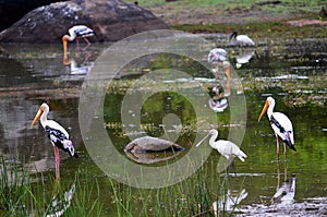 Colorful stork, SrÃ­ Lanka