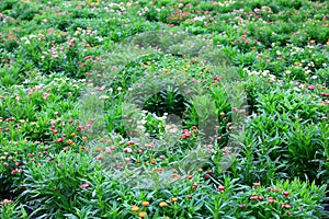 colorful Stran flowers or Everlasting flowers or Bracted Straw flowers