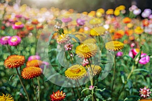 colorful straw flower with sunshine at park