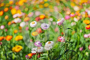 colorful straw flower with sunshine at park