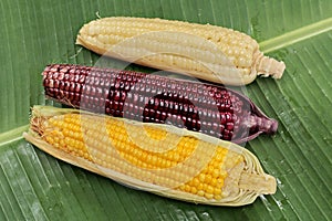 Colorful streamed sweet corn ready sserved . Top view.