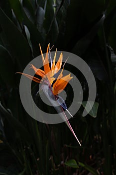 Colorful strelitzia flower also called crane flower or bird of paradise flower, copy space for text