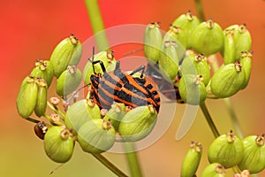 Colorful Striped bug Graphosoma italicum
