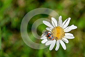 Colorful striped red-black beetle Trichodes apiarius, Cleridae sitting on white daisy flower Leucanthemum vulgare