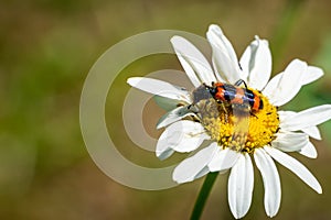 Colorful striped red-black beetle Trichodes apiarius, Cleridae sitting on white daisy flower Leucanthemum vulgare