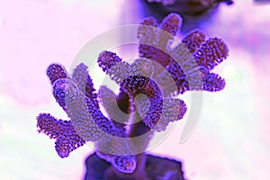 Close up shot on Stylophora short stony polyps coral photo