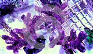Close up shot on Stylophora short stony polyps coral photo