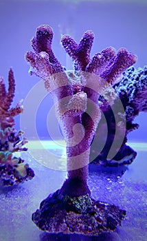 Close up shot on Stylophora short stony polyps coral